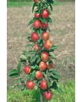 Яблуня колоновидна Останкіно (осіння) | Яблоня колоновидная Останкино (осенняя) | Malus Cоlumnar Ostankino